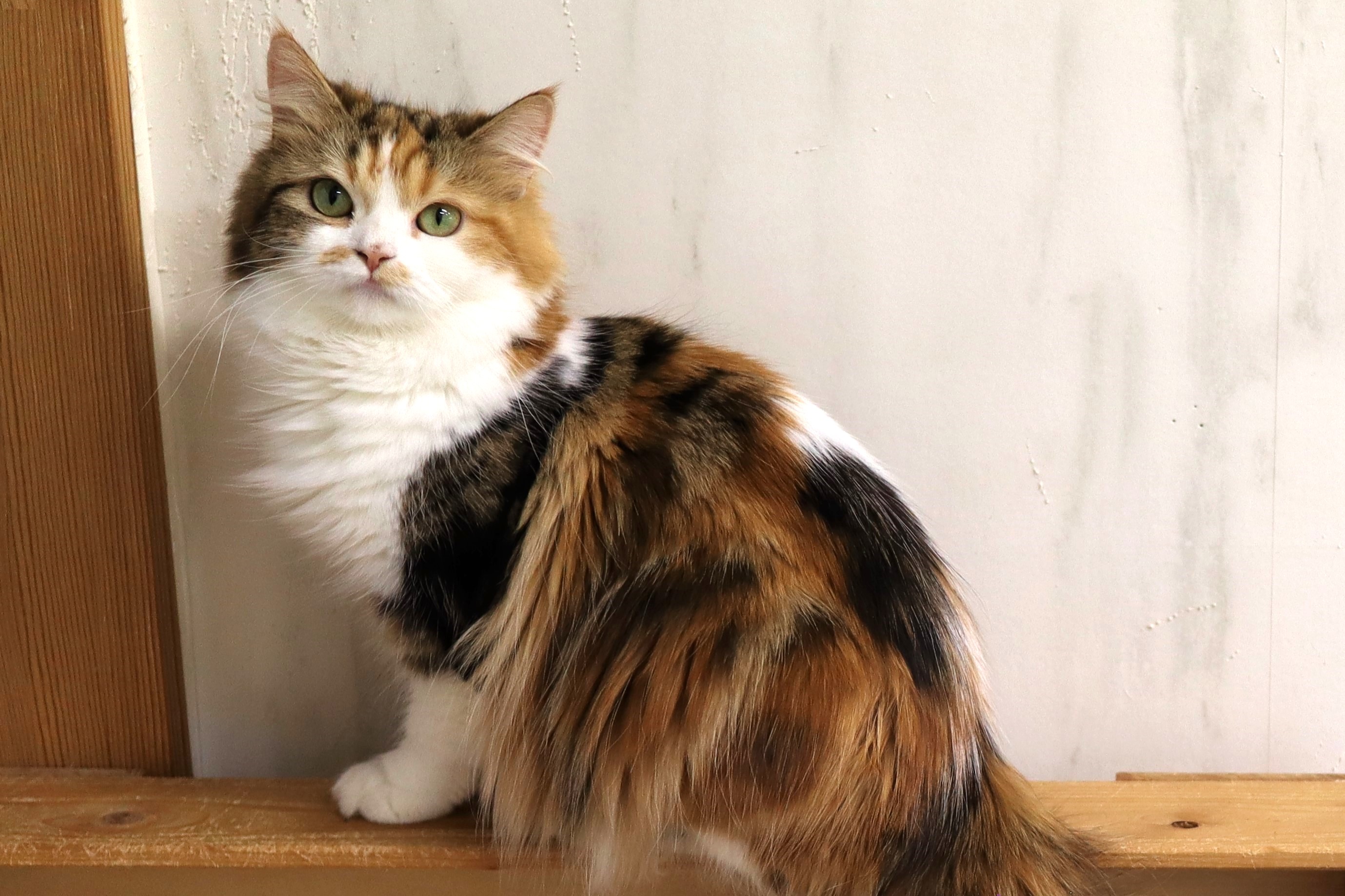 人懐っこくて愛嬌たっぷりの猫ミキの写真