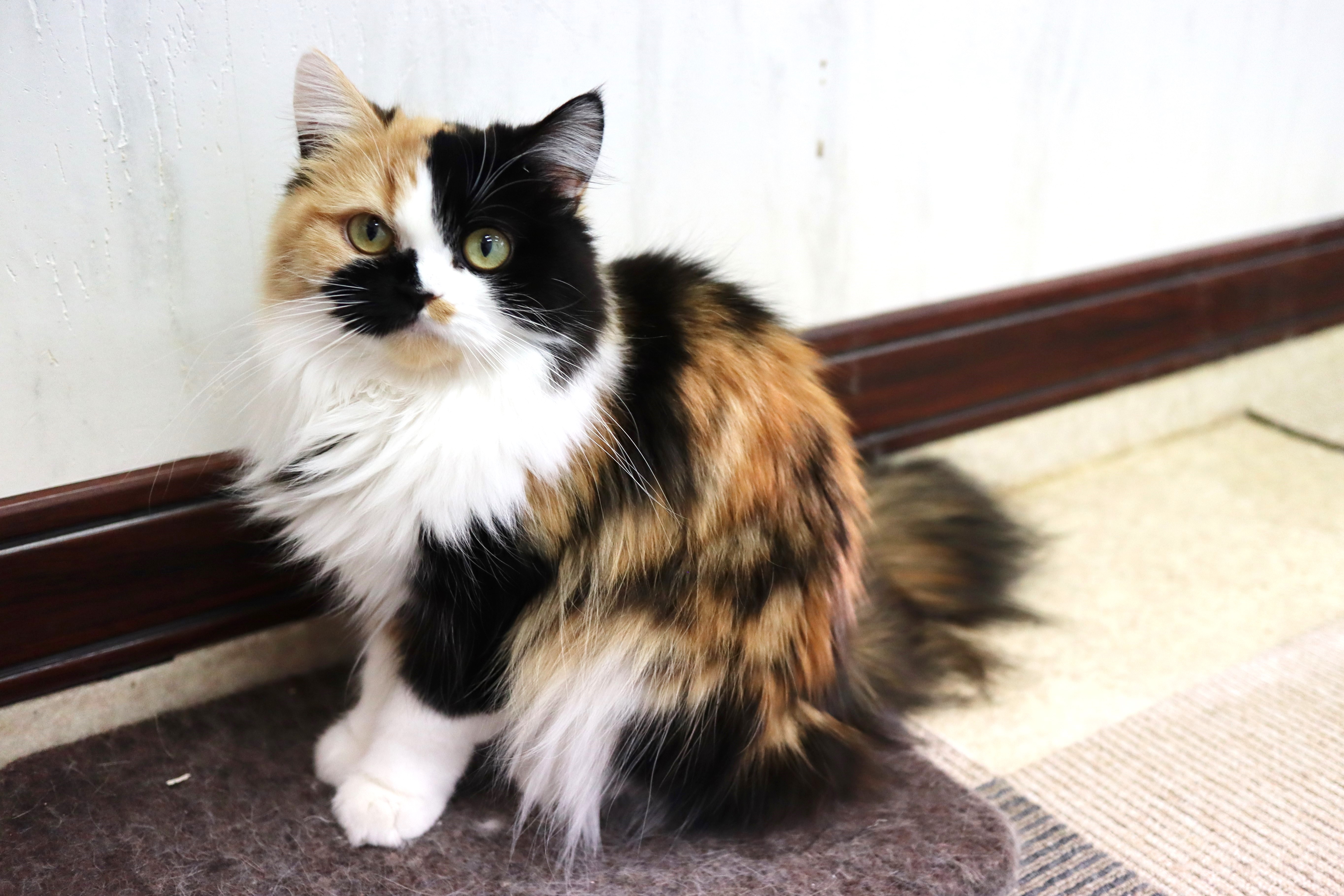 顔の模様が印象的なツンツン系の猫ミクの写真