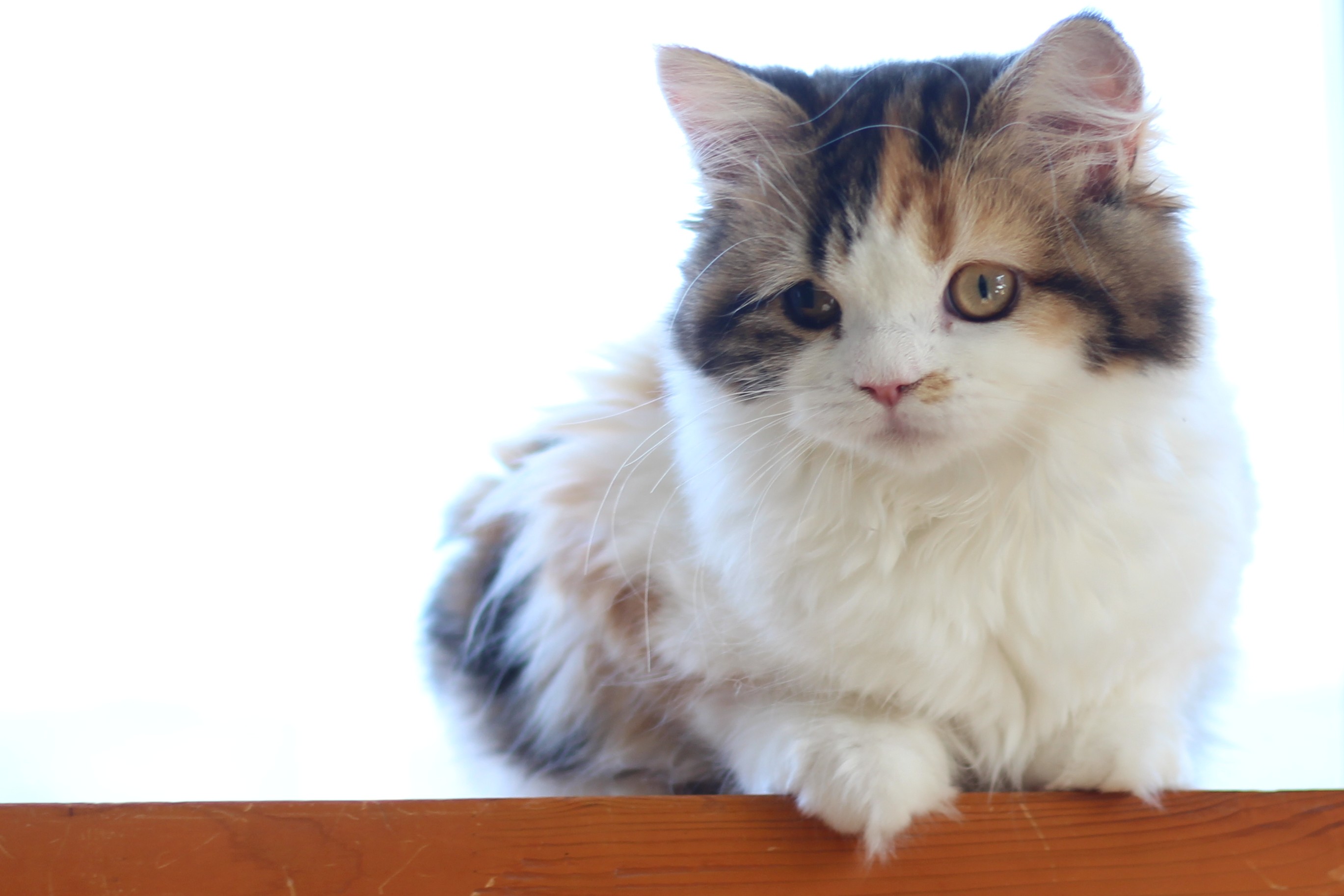 仲裁役でおだやかな性格の猫ミウの写真