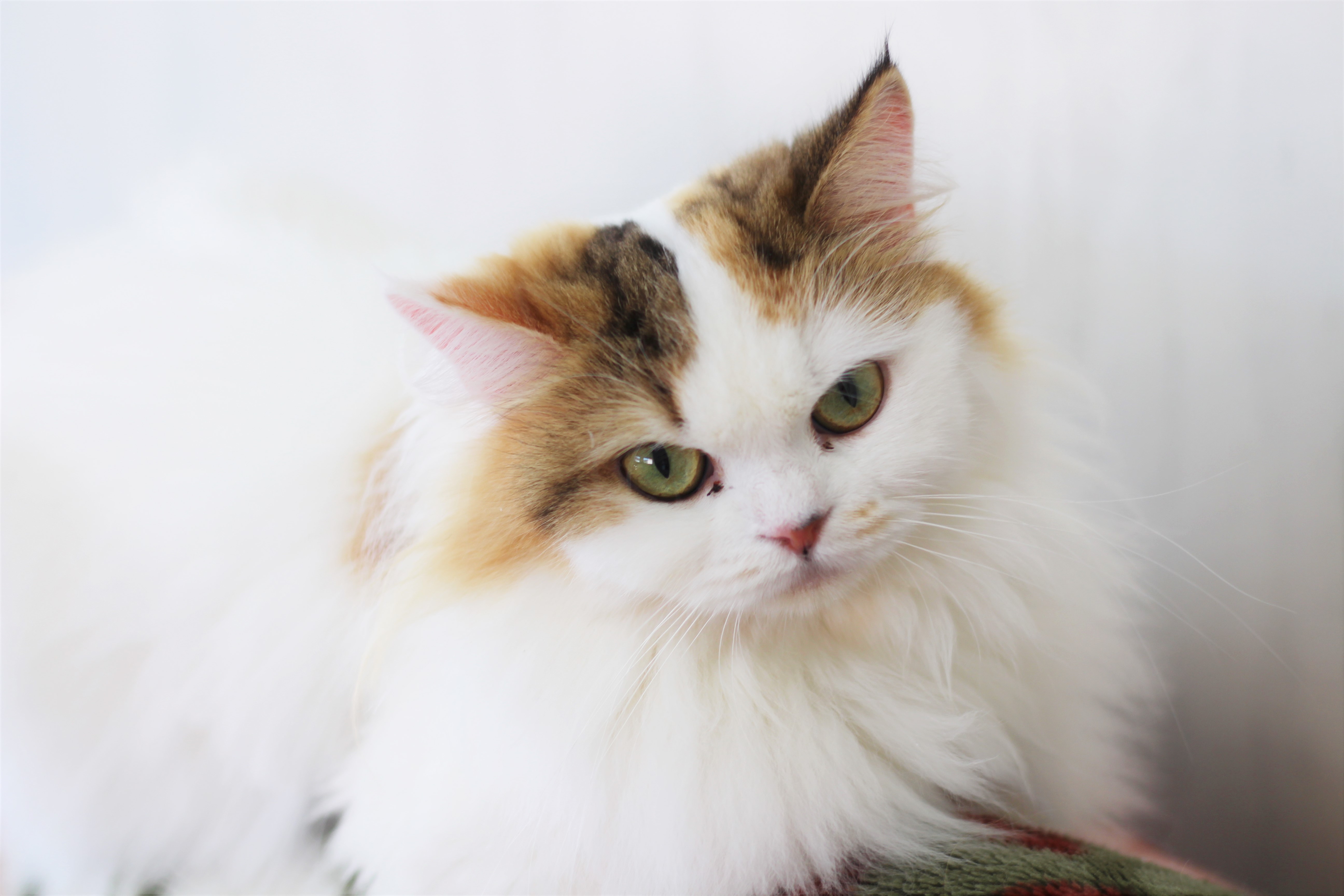 穏やかなスコティッシュフォールドの母猫ユキの写真