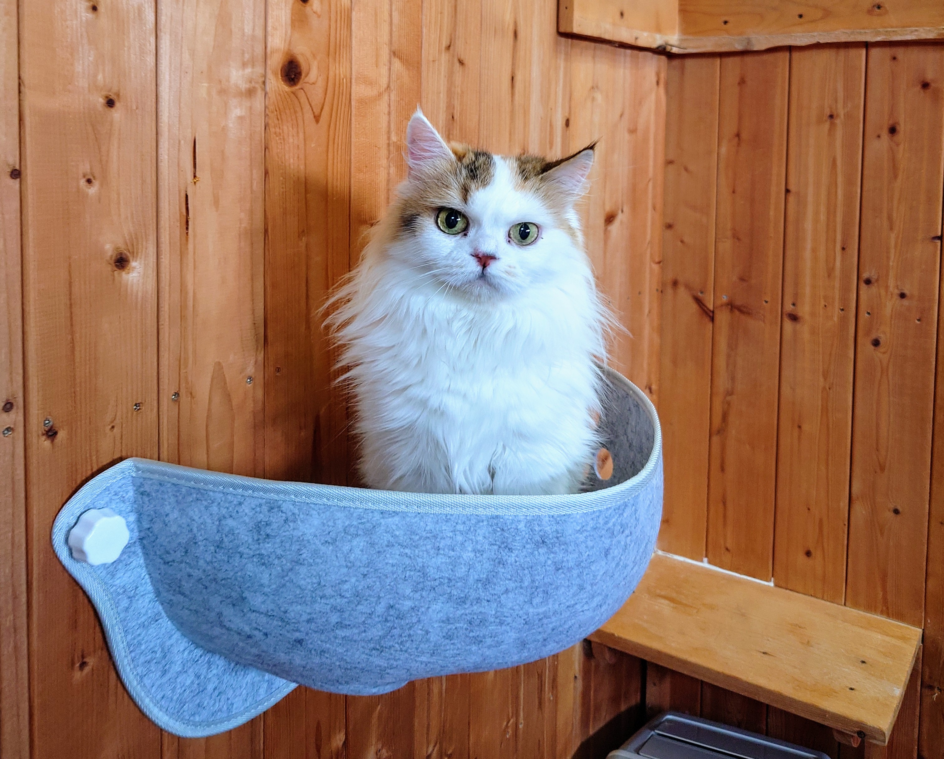 壁に設置した猫用ベッドに座るスコティッシュフォールドのユキ
