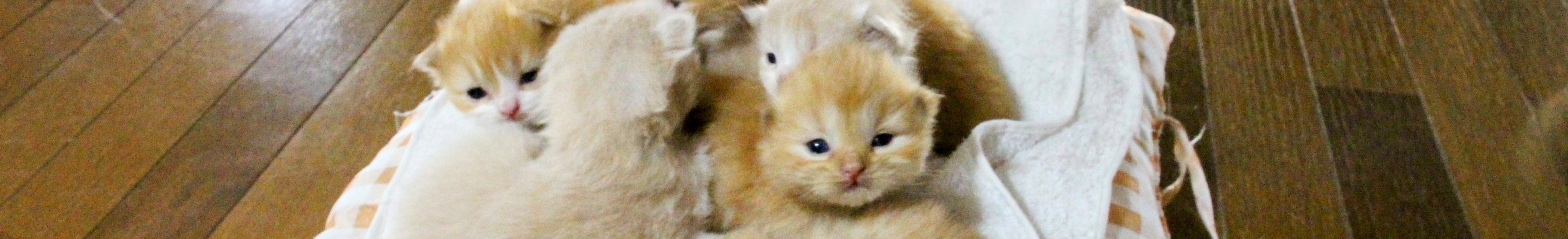 日齢と体重の関係を知るための参考写真。生後10日〜15日頃のスコティッシュフォールドの子猫たち。目が開いたばかりの時期で、300g前後の個体が多い。ココネコの実測データに基づく成長のイメージ補完として掲載。