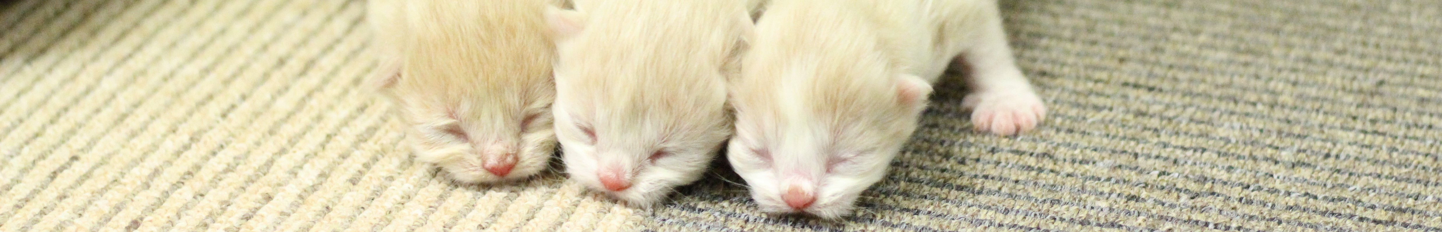 生まれたての子猫たち