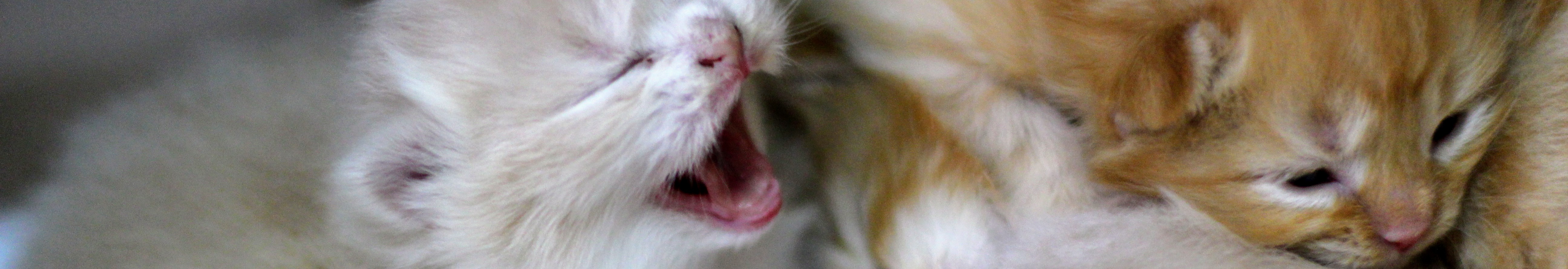 ごはんを食べず弱っていた子猫にヒルズの高栄養療法食を与えたエピソードの一場面。離乳初期で何も食べない時期のスコティッシュフォールドの兄弟。回復のきっかけとなる“最初の一口”が心に残る瞬間。