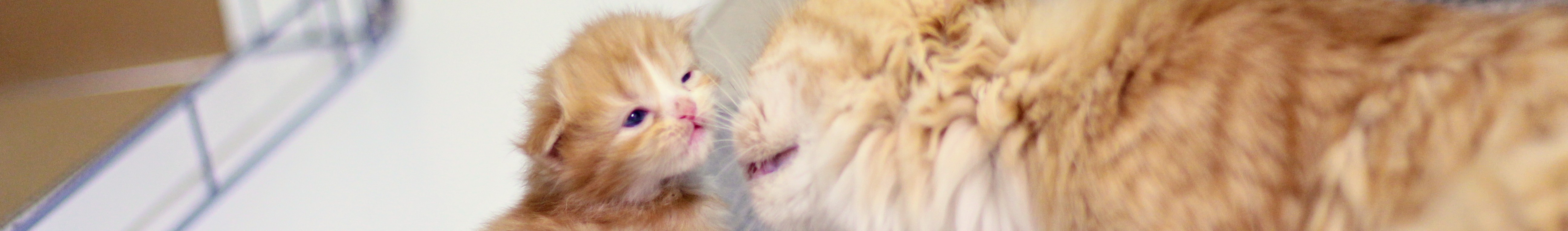 母猫と寄り添う子猫。食べない時期にも安心できる時間が大切。