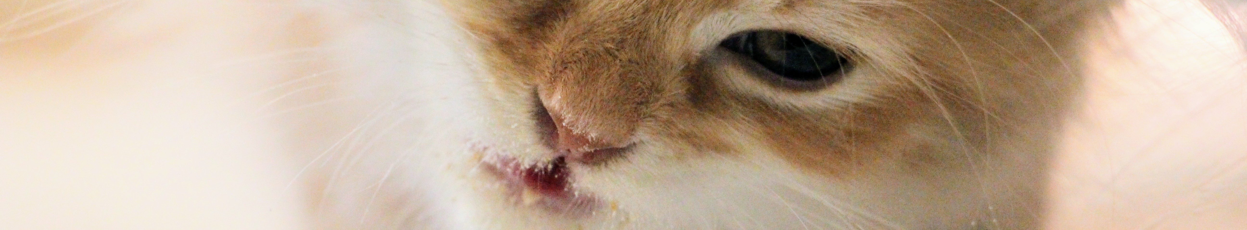 ごはん中の猫の口元