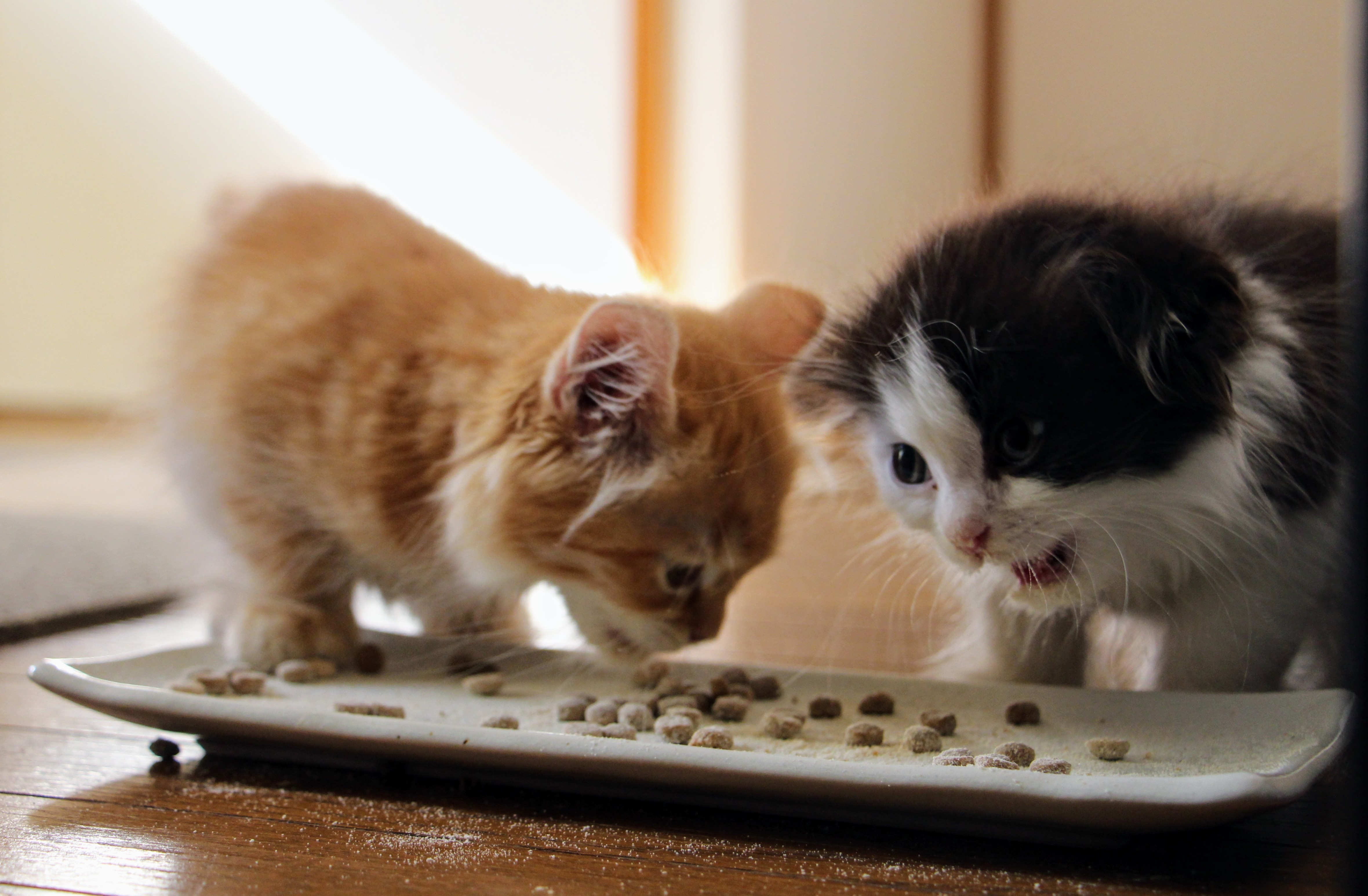 離乳期の子猫たちがフードを夢中で食べる様子。猫の食育における大切な時期。