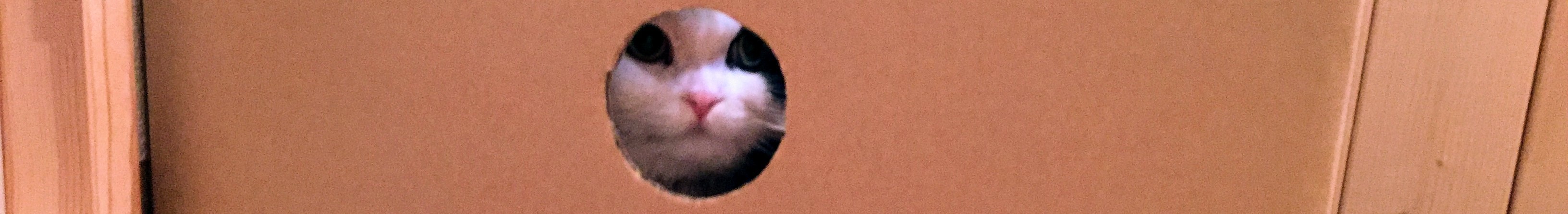 穴からこちらを覗くスコティッシュフォールドの子猫。体の成長と食事に関心を持ち始めた時期の様子。隠れがちでもしっかり育つ離乳期の個性。