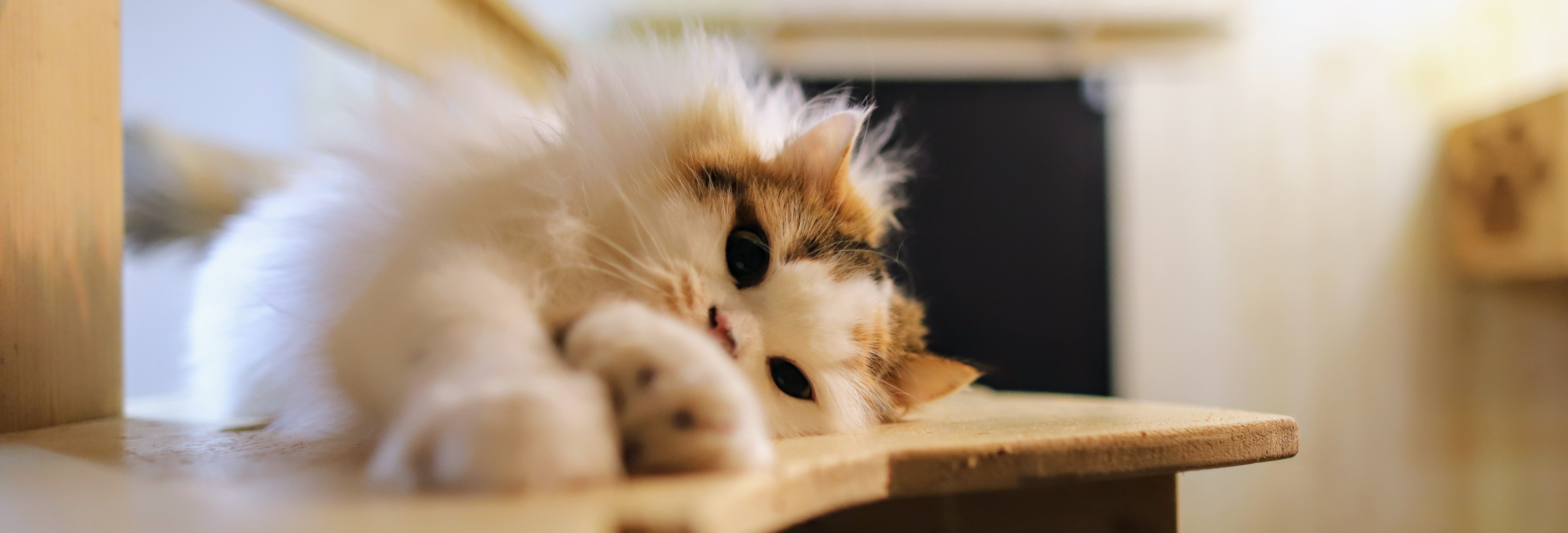 繁殖を卒業したスコティッシュフォールドの母猫ユキ。現在はキャットランドでのんびり暮らしている。