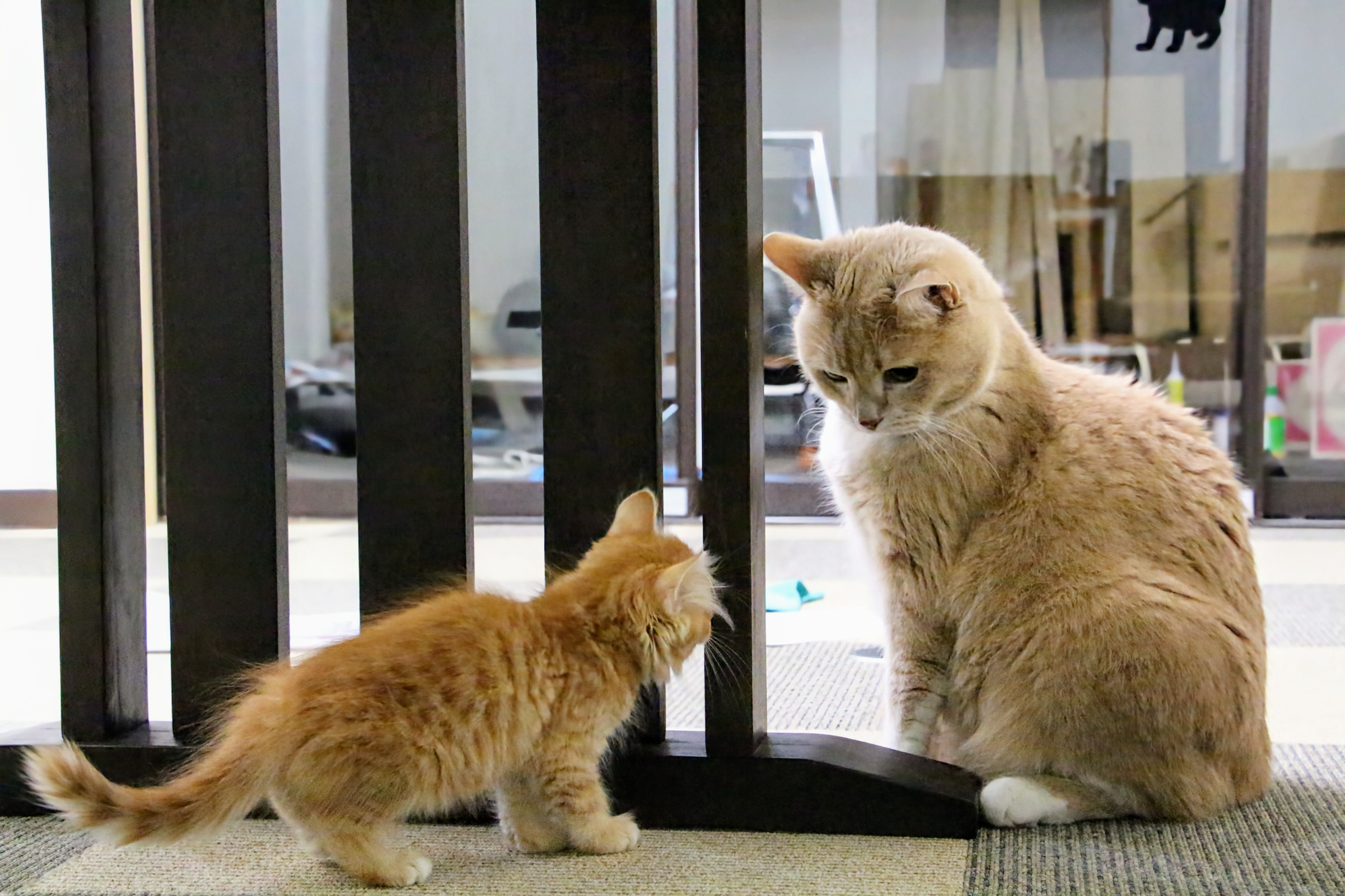ココネコの猫クーと子猫が見つめ合う様子。世代を越えたつながりが伝わる1枚