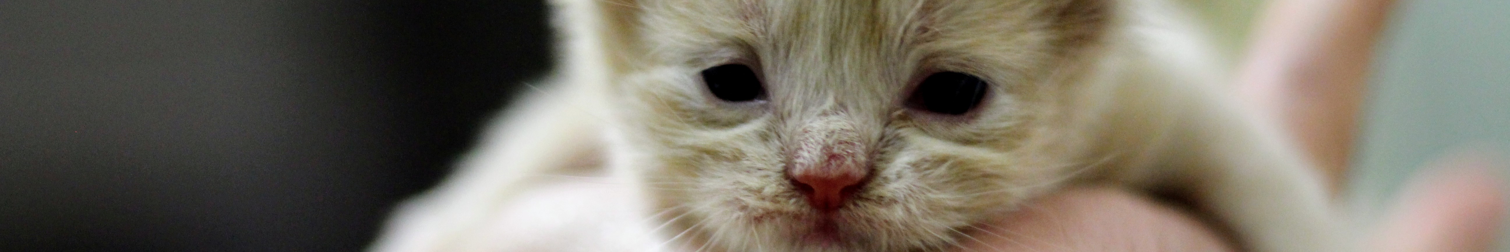 食欲が落ちた子猫のアップ写真。離乳期の子猫がごはんを食べず、元気がない様子を映したスコティッシュフォールドのレッド系個体。