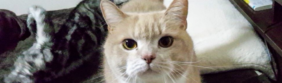 スコティッシュフォールドのオス猫クー。ココネコの原点となる初代猫で、サイト全体の出発点。丸顔と立ち耳が特徴で、今の猫たちの“はじまり”を象徴する存在。