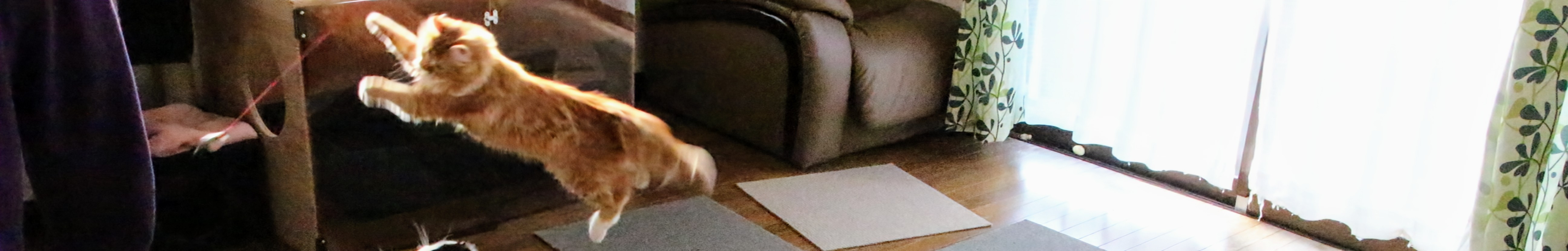 昔のキャットフードで育ったスコティッシュフォールドの子猫が元気にジャンプする様子。おやつや缶詰を交えた食生活でも健康に育った時代の記録。