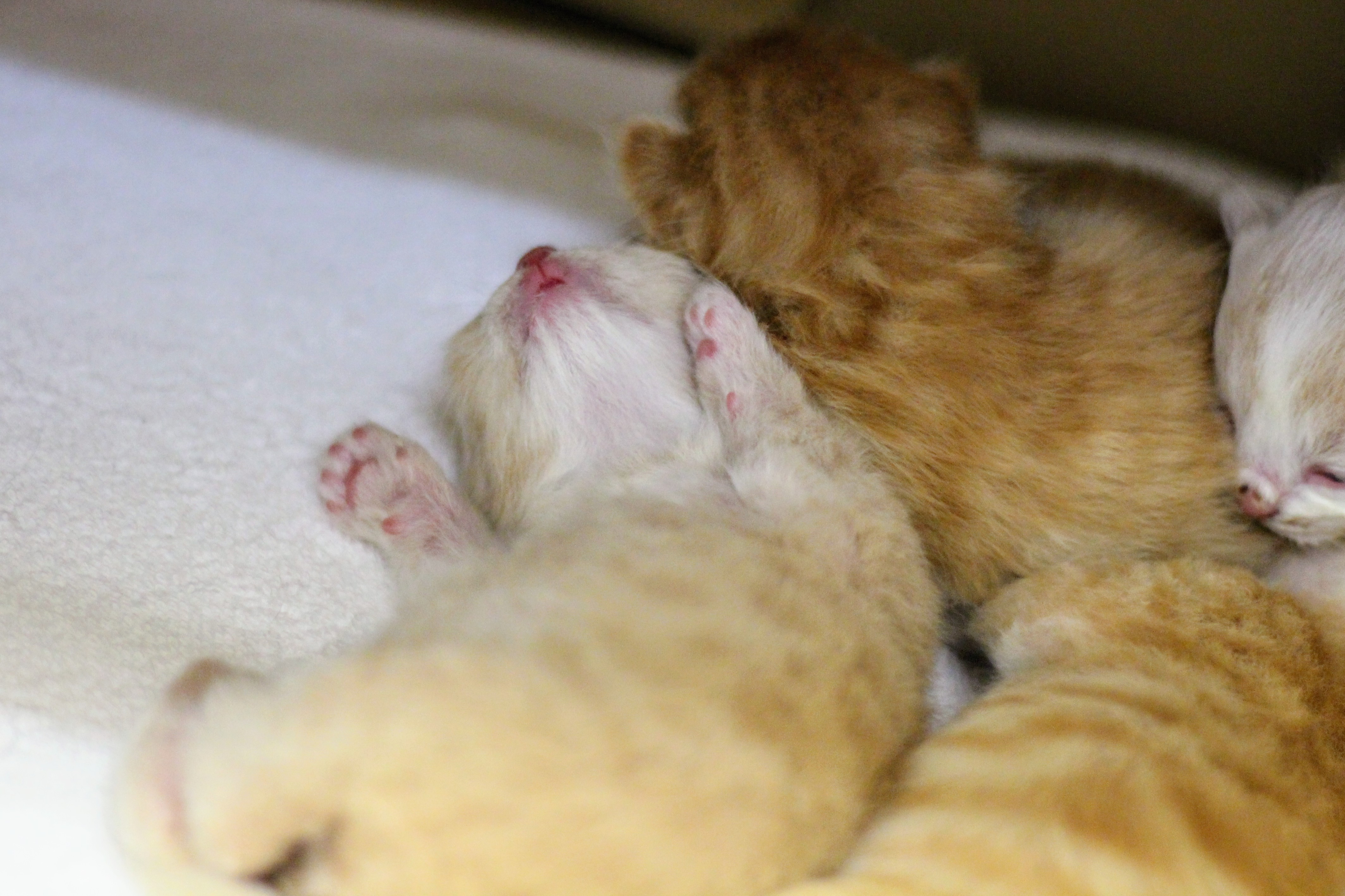 寄り添って眠る新生子猫たち｜安心できる環境と正しい食事で育てたい