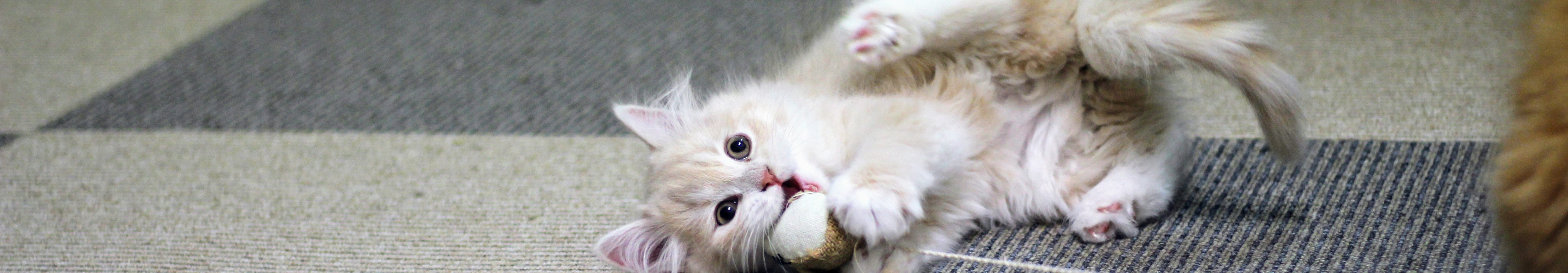おやつをくわえて遊ぶクリーム色の子猫｜猫のおやつの考え方と与え方