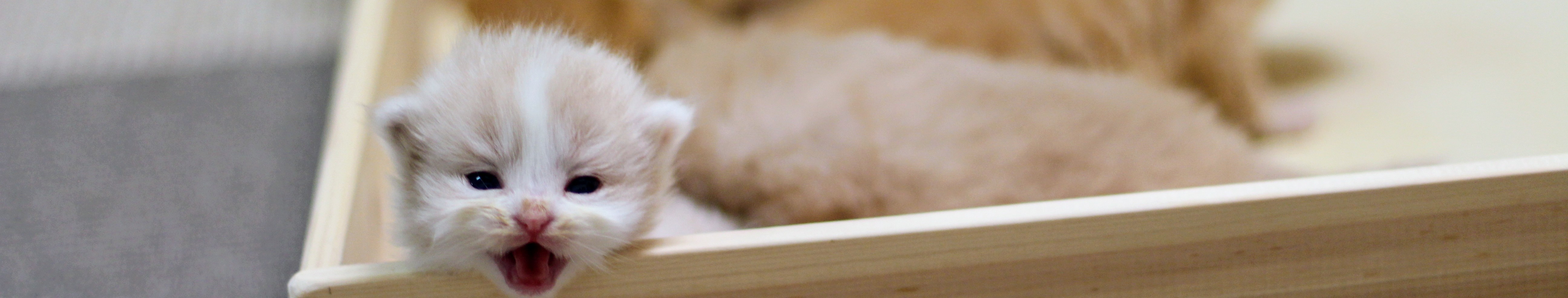 ごほうびに興奮する子猫｜おやつは特別な時だけに与える工夫が大切