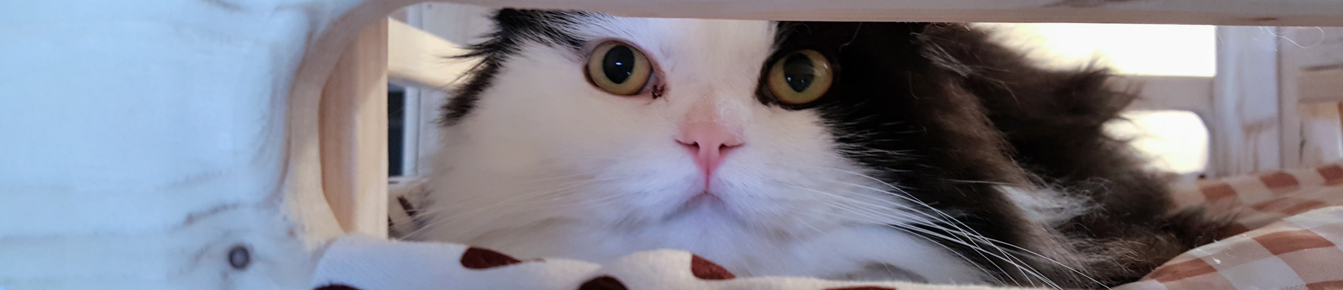 スコティッシュフォールドの成猫シチサン。ブラック&ホワイトの男の子で、トリプルフォールド。食事スタイルの変化を見守る重要な存在。